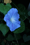 Ipomoea tricolor 'Heavenly Blue' RCP08-07 300.jpg